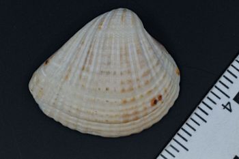 Media type: image;   Malacology 106480 Description: Digital documentation photo of dry specimen.;